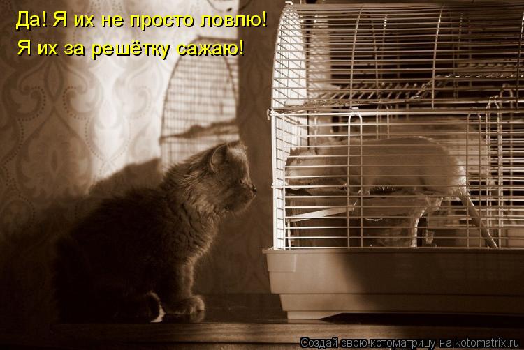 Да! Я их не просто ловлю! Я их за решётку сажаю!... Котоматрица: Да! Я их не просто ловлю! Я их за решётку сажаю!