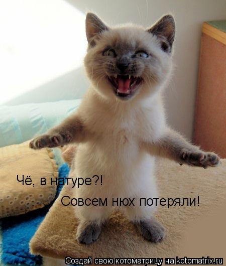 Чё, в натуре?! Совсем нюх потеряли!... Котоматрица: Чё, в натуре?! Совсем нюх потеряли!