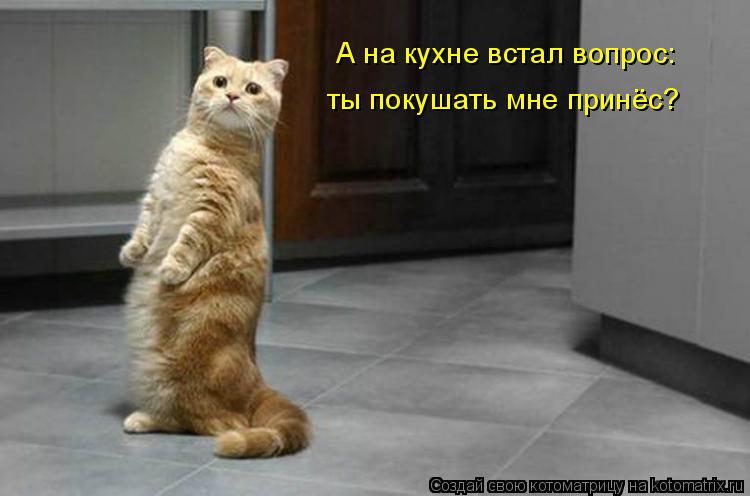 А на кухне встал вопрос: ты покушать мне принёс?... Котоматрица: А на кухне встал вопрос: ты покушать мне принёс?