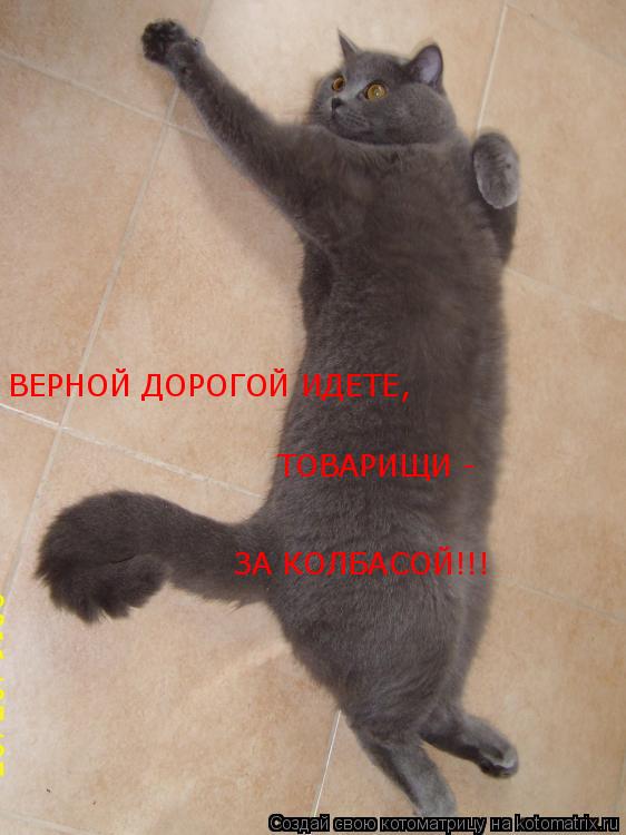 ВЕРНОЙ ДОРОГОЙ ИДЕТЕ, ТОВАРИЩИ - ЗА КОЛБАСОЙ!!!... Котоматрица: ВЕРНОЙ ДОРОГОЙ ИДЕТЕ, ТОВАРИЩИ - ЗА КОЛБАСОЙ!!!