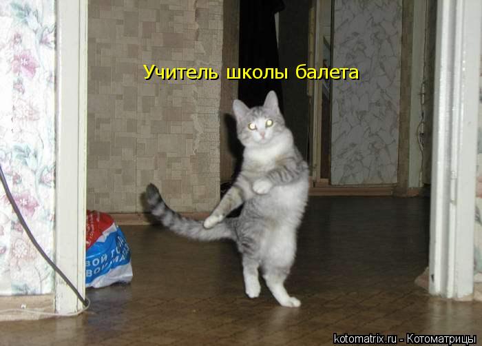 Учитель школы балета... Котоматрица: Учитель школы балета