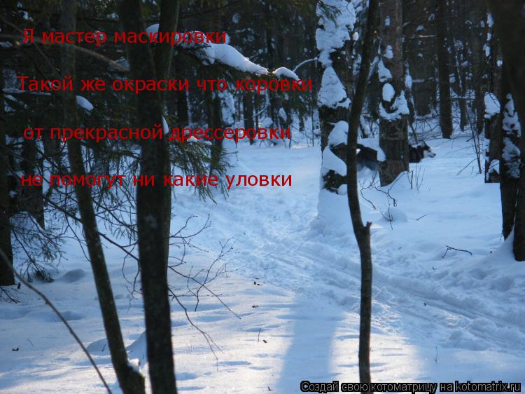 Я мастер маскировки Такой же окраски что коровки от прекрасной дрессеровки не помогут ни какие уловки... Котоматрица: Я мастер маскировки Такой же окраски что коровки от прекрасной дрессеровки не помогут ни какие уловки