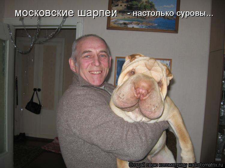 московские шарпеи - настолько суровы...... Котоматрица: московские шарпеи - настолько суровы...