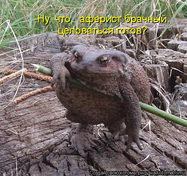 -Ну, что, аферист брачный, целоваться готов?... Котоматрица: -Ну, что, аферист брачный, целоваться готов?