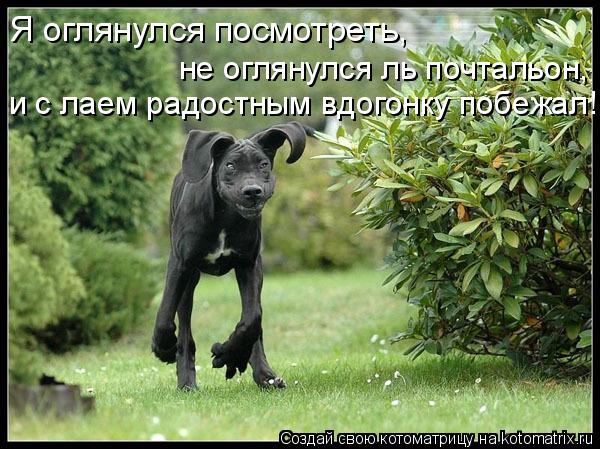 Я оглянулся посмотреть, и с лаем радостным вдогонку побежал! не оглянулся ль почтальон,... Котоматрица: Я оглянулся посмотреть, и с лаем радостным вдогонку побежал! не оглянулся ль почтальон,