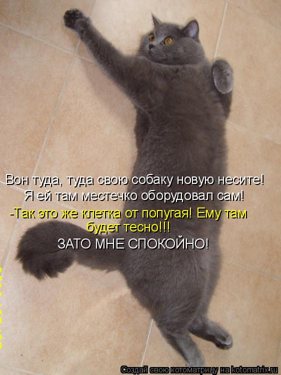 Вон туда, туда свою собаку новую несите! Я ей там местечко оборудовал сам! -Так это же клетка от попу... Котоматрица: Вон туда, туда свою собаку новую несите! Я ей там местечко оборудовал сам! -Так это же клетка от попугая! Ему там будет тесно!!! ЗАТО МНЕ СПОКО