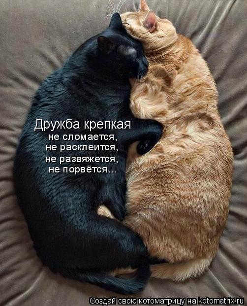 Дружба крепкая не сломается, не расклеится, не развяжется, не порвётся...... Котоматрица: Дружба крепкая не сломается, не расклеится, не развяжется, не порвётся...