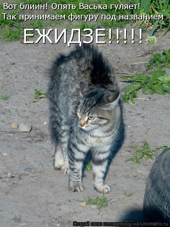 Вот блиин! Опять Васька гуляет! Так принимаем фигуру под названием ЕЖИДЗЕ!!!!!... Котоматрица: Вот блиин! Опять Васька гуляет! Так принимаем фигуру под названием ЕЖИДЗЕ!!!!!