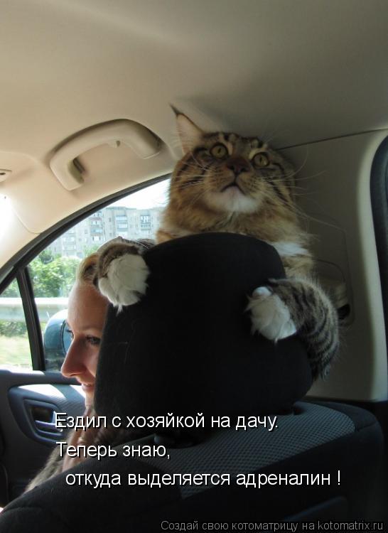 Ездил с хозяйкой на дачу. Теперь знаю, откуда выделяется адреналин !... Котоматрица: Ездил с хозяйкой на дачу. Теперь знаю, откуда выделяется адреналин !