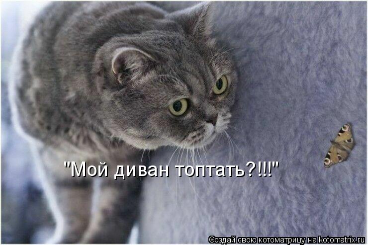 "Мой диван топтать?!!!"... Котоматрица: "Мой диван топтать?!!!"