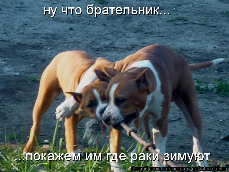 ну что брательник... ...покажем им где раки зимуют... Котоматрица: ну что брательник... ...покажем им где раки зимуют