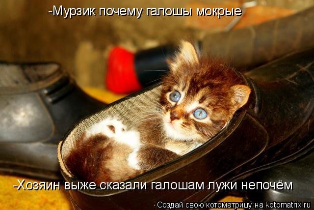 -Мурзик почему галошы мокрые -Хозяин выже сказали галошам лужи непочём... Котоматрица: -Мурзик почему галошы мокрые -Хозяин выже сказали галошам лужи непочём