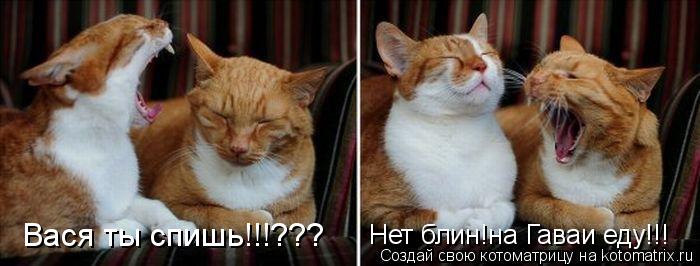 Вася ты спишь!!!??? Нет блин!на Гаваи еду!!!... Котоматрица: Вася ты спишь!!!??? Нет блин!на Гаваи еду!!!