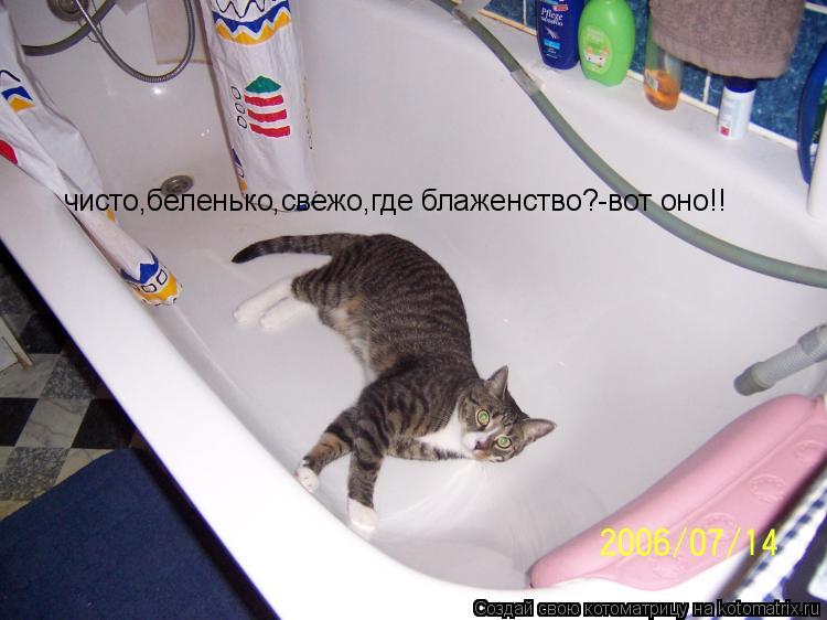 чисто,беленько,свежо,где блаженство?-вот оно!!... Котоматрица: чисто,беленько,свежо,где блаженство?-вот оно!!