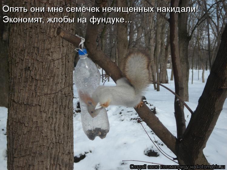 Опять они мне семечек нечищенных накидали! Экономят, жлобы на фундуке...... Котоматрица: Опять они мне семечек нечищенных накидали! Экономят, жлобы на фундуке...