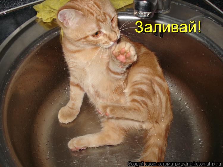 Заливай!... Котоматрица: Заливай!