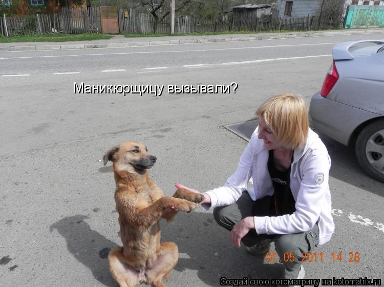 Котоматрица: Маникюрщицу вызывали?