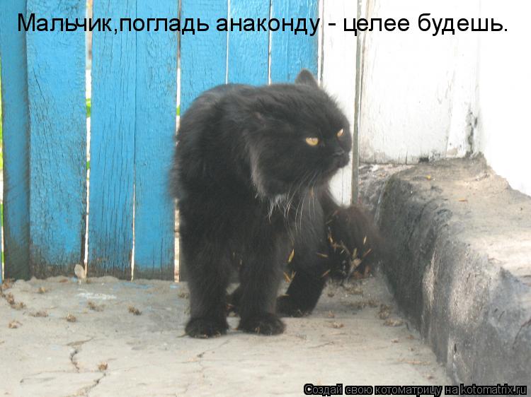 Мальчик,погладь анаконду - целее будешь.... Котоматрица: Мальчик,погладь анаконду - целее будешь.