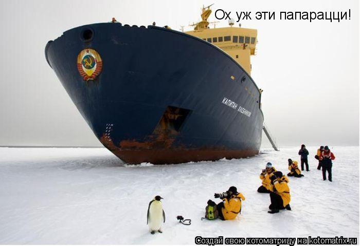 Ох уж эти папарацци!... Котоматрица: Ох уж эти папарацци!