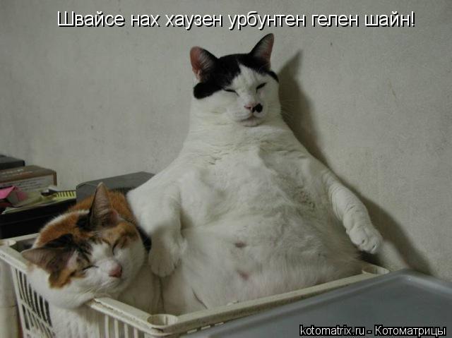 Швайсе нах хаузен урбунтен гелен шайн!... Котоматрица: Швайсе нах хаузен урбунтен гелен шайн!