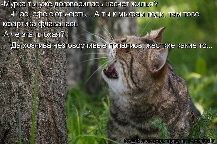 -Мурка ты уже договорилась насчет жилья? -Шас, ефе сють-сють... А ты к мыфам поди, там тове кфартика... Котоматрица: -Мурка ты уже договорилась насчет жилья? -Шас, ефе сють-сють... А ты к мыфам поди, там тове кфартика фдавалась -А че эта плохая? -Да хозяива незг