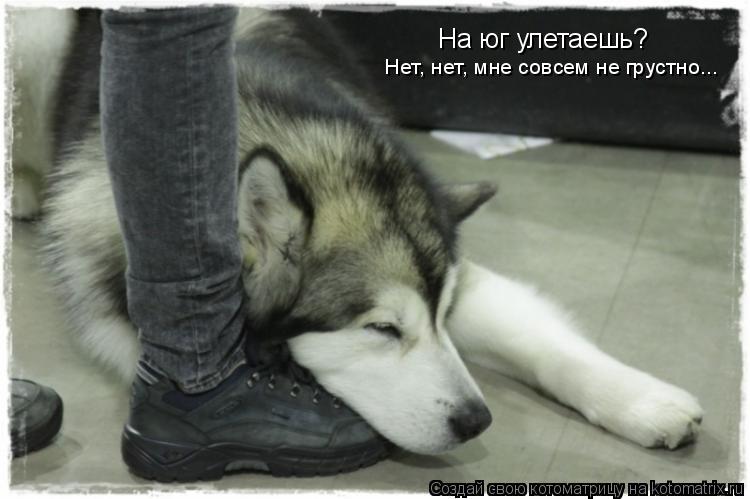 На юг улетаешь? Нет, нет, мне совсем не грустно...... Котоматрица: На юг улетаешь? Нет, нет, мне совсем не грустно...