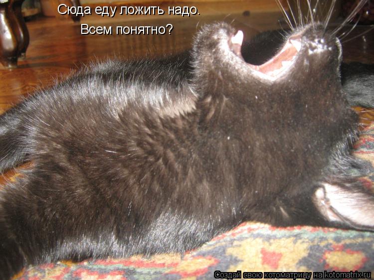 Сюда еду ложить надо. Всем понятно?... Котоматрица: Сюда еду ложить надо. Всем понятно?