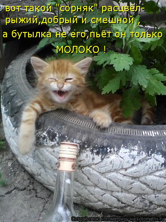 вот такой "сорняк" расцвёл- рыжий,добрый и смешной , а бутылка не его,пьёт он только MОЛОКО !... Котоматрица: вот такой "сорняк" расцвёл- рыжий,добрый и смешной , а бутылка не его,пьёт он только MОЛОКО !
