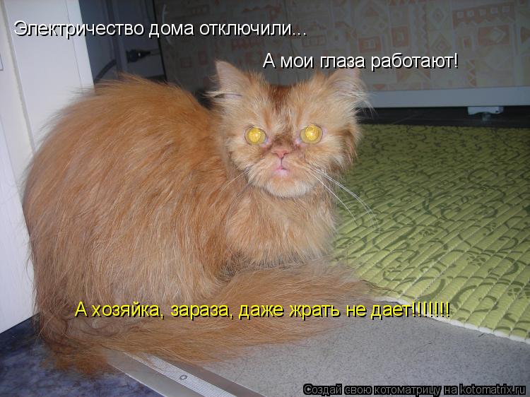 Электричество дома отключили... А мои глаза работают! А хозяйка, зараза, даже жрать не дает!!!!!!!... Котоматрица: Электричество дома отключили... А мои глаза работают! А хозяйка, зараза, даже жрать не дает!!!!!!!