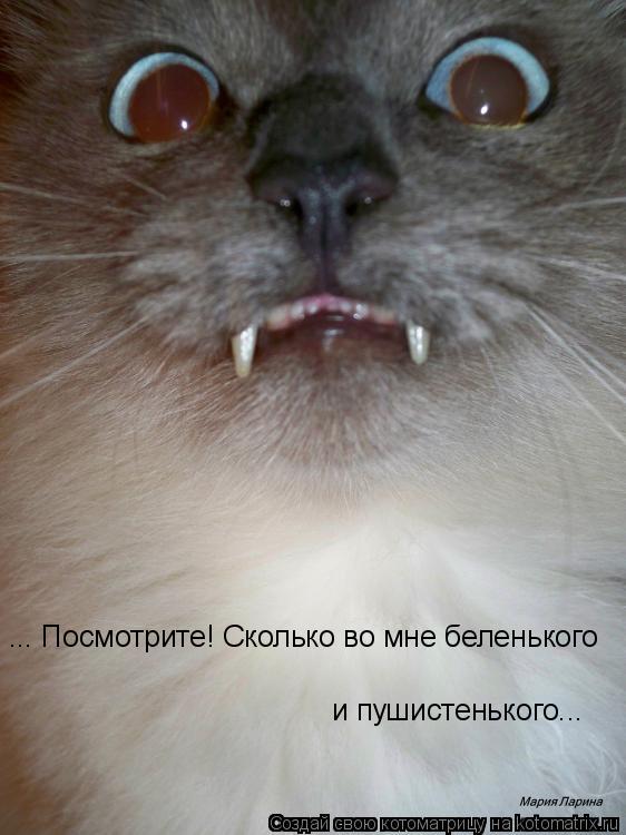 ... Посмотрите! Сколько во мне беленького и пушистенького...... Котоматрица: ... Посмотрите! Сколько во мне беленького и пушистенького...