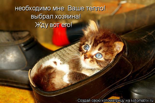 необходимо мне Ваше тепло! выбрал хозяина! Жду вот его!... Котоматрица: необходимо мне Ваше тепло! выбрал хозяина! Жду вот его!
