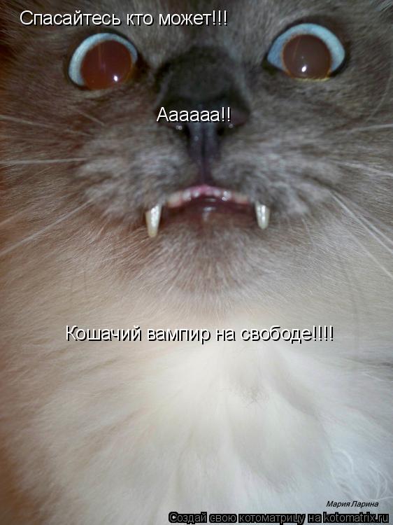 Аааааа!! Спасайтесь кто может!!! Кошачий вампир на свободе!!!!... Котоматрица: Аааааа!! Спасайтесь кто может!!! Кошачий вампир на свободе!!!!