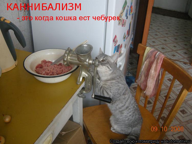 КАННИБАЛИЗМ - это когда кошка ест чебурек... Котоматрица: КАННИБАЛИЗМ - это когда кошка ест чебурек