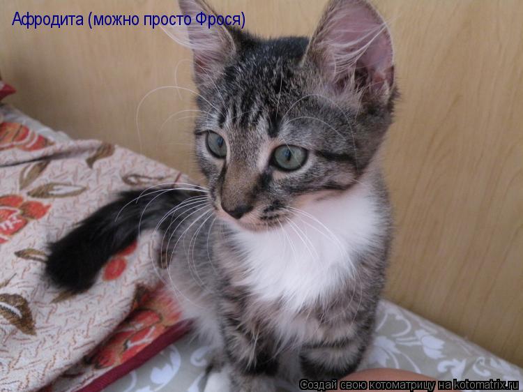 Афродита (можно просто Фрося)... Котоматрица: Афродита (можно просто Фрося)