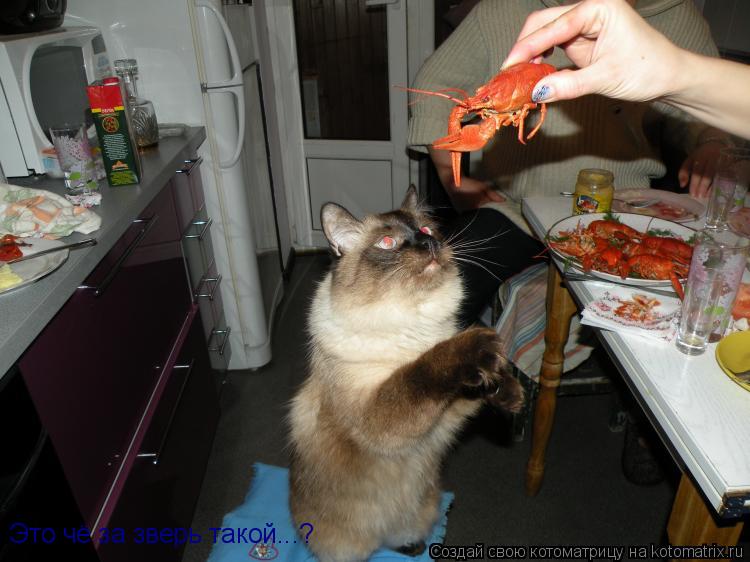 Это чё за зверь такой...?... Котоматрица: Это чё за зверь такой...?