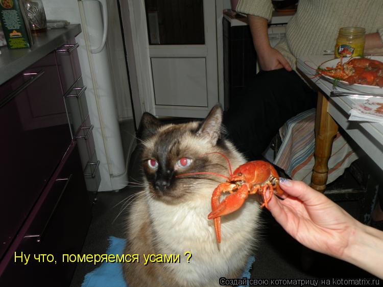 Ну что, померяемся усами ?... Котоматрица: Ну что, померяемся усами ?