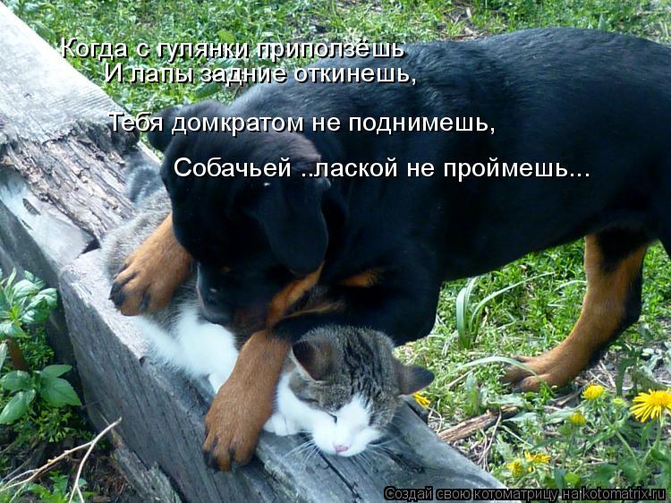 И лапы задние откинешь, Тебя домкратом не поднимешь, Собачьей ..лаской не проймешь... Когда с гулянки... Котоматрица: И лапы задние откинешь, Тебя домкратом не поднимешь, Собачьей ..лаской не проймешь... Когда с гулянки приползёшь