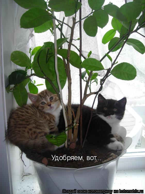 Котоматрица: Удобряем, вот...