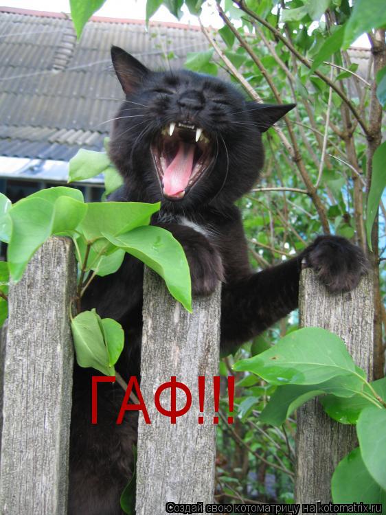 ГАФ!!!... Котоматрица: ГАФ!!!