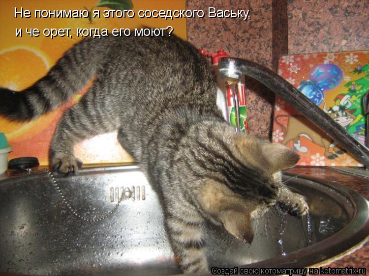 Не понимаю я этого соседского Ваську, и че орет, когда его моют?... Котоматрица: Не понимаю я этого соседского Ваську, и че орет, когда его моют?