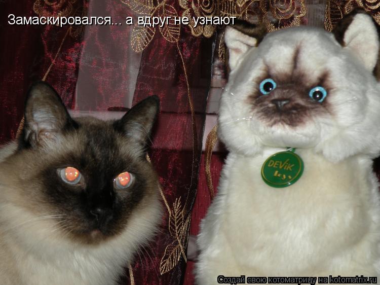 Замаскировался... а вдруг не узнают... Котоматрица: Замаскировался... а вдруг не узнают