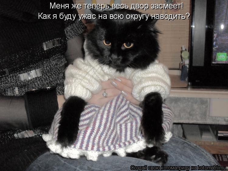 Меня же теперь весь двор засмеет! Как я буду ужас на всю округу наводить?... Котоматрица: Меня же теперь весь двор засмеет! Как я буду ужас на всю округу наводить?