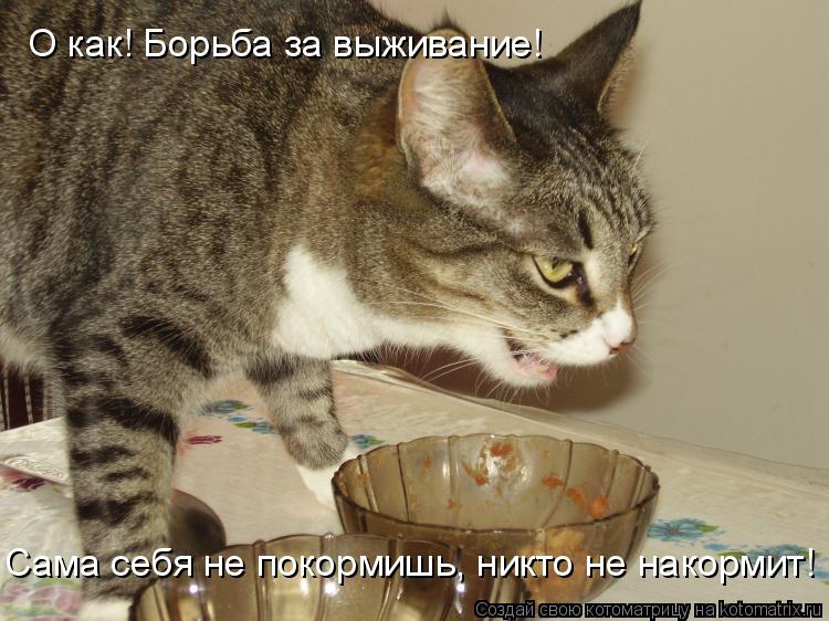 Сама себя не покормишь, никто не накормит! О как! Борьба за выживание!... Котоматрица: Сама себя не покормишь, никто не накормит! О как! Борьба за выживание!