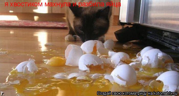 я хвостиком махнула и разбила яйца... Котоматрица: я хвостиком махнула и разбила яйца