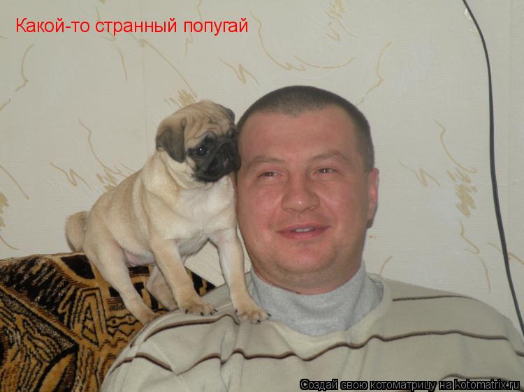Какой-то странный попугай... Котоматрица: Какой-то странный попугай