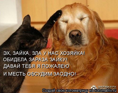 ЭХ, ЗАЙКА, ЗЛА У НАС ХОЗЯЙКА! ОБИДЕЛА ЗАРАЗА ЗАЙКУ! ДАВАЙ ТЕБЯ Я ПОЖАЛЕЮ И МЕСТЬ ОБСУДИМ ЗАОДНО!... Котоматрица: ЭХ, ЗАЙКА, ЗЛА У НАС ХОЗЯЙКА! ОБИДЕЛА ЗАРАЗА ЗАЙКУ! ДАВАЙ ТЕБЯ Я ПОЖАЛЕЮ И МЕСТЬ ОБСУДИМ ЗАОДНО!