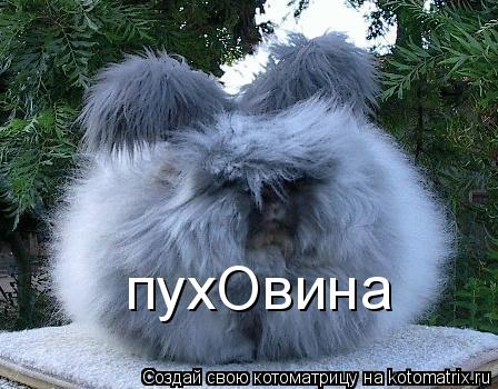 пухОвина... Котоматрица: пухОвина