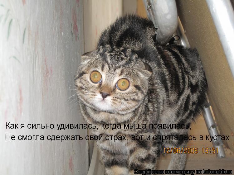 Как я сильно удивилась, когда мыша появилась, Не смогла сдержать свой страх, вот и спряталась в куст... Котоматрица: Как я сильно удивилась, когда мыша появилась, Не смогла сдержать свой страх, вот и спряталась в кустах