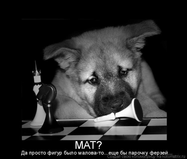 МАТ? Да просто фигур было малова-то...еще бы парочку ферзей...... Котоматрица: МАТ? Да просто фигур было малова-то...еще бы парочку ферзей...