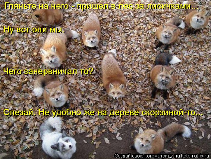 Гляньте на него - пришел в лес за лисичками... Ну вот они мы. Чего занервничал то? Слезай. Не удобно... Котоматрица: Гляньте на него - пришел в лес за лисичками... Ну вот они мы. Чего занервничал то? Слезай. Не удобно же на дереве скорзиной-то...